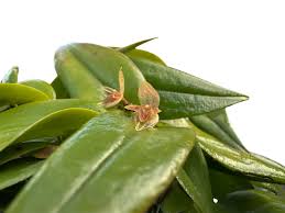 Image result for Polystachya tridentata