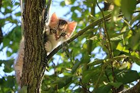 A cheerful, naive cat who wants to become a famous hollywood star. Top 100 Best Anime Cat Names By Kidadl