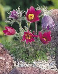Check Out The Deal On Pulsatilla Anemone Vulgaris Pulsatilla Red Rubra 250 Seeds At Hazzard S Seeds Flower Seeds Red Anemone Anemone Flower