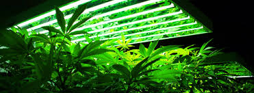 As long as cannabis plants get 18+ hours of light a day, they will remain in the vegetative stage, growing only stems and leaves. What To Know About Lighting Cannabis From A Former Greenhouse Cultivator Greenhouse Product News
