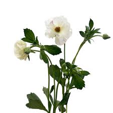 Image result for Ranunculus multifidus