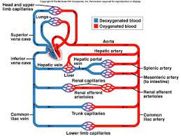 Aorta, the biggest artery of the body, carries the blood from the left ventricle upward. How Does The Hepatic Portal Vein Differ From Other Veins Socratic