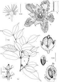 Image result for Cassipourea