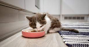 How Much To Feed A Kitten Kitten Food Portions And Feeding Schedule Kitten Food Food Portions Best Cat Food