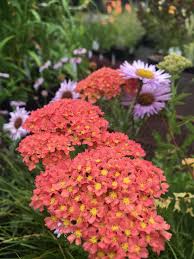Achillea Millefolium Salmon Beauty Xera Plants In 2020 Plants Achillea Millefolium Herbaceous Perennials