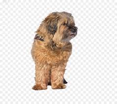 In this video i will tell you all the important facts and information about sapsali dog. Hollandischer Smoushond Hunderasse Sapsali Schnoodle Des Tibetanischen Terriers Tibet Terrier Png Herunterladen 1280 1120 Kostenlos Transparent Hund Png Herunterladen