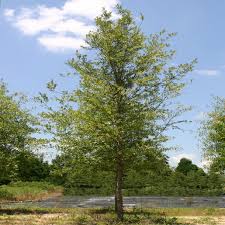 Image result for Ulmus parvifolia