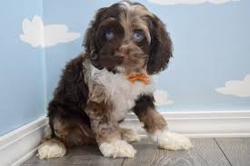 This collar comes with is available in 5 sizes and 5 colors. Reserved Ivy Female Miniature Cockapoo Puppy Cockapoo Puppies Miniature Cockapoo Cockapoo Puppies For Sale