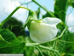 Image result for Pisum sativum