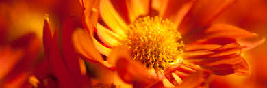 Chrysanthemum are also called chrysanths or mums. Mum Madness Vote For Your Favorite New Nybg Mum Plant Talk