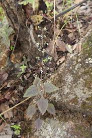 Image result for Caroxylon littoralis