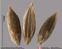 Image result for Digitaria diagonalis