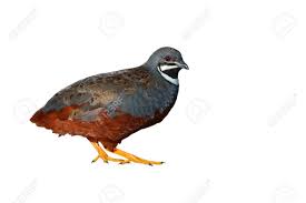This page lists people with the surnamewachtel. Schoner Vogel Konig Wachtel Blau Einreiher Wachteln Asian Blau Wachtel Coturnix Chinensis Genommen In Thailand Weissen Hintergrund Lizenzfreie Fotos Bilder Und Stock Fotografie Image 62481402
