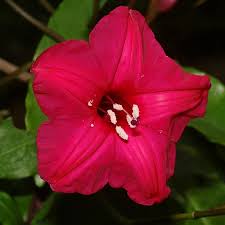 Image result for Ipomoea horsfalliae