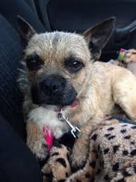 Does not like being alone…ever you will quickly become the center of your dog's universe, and it will never tolerate being left alone. Elmo 3 Year Old Male French Bulldog Cross Border Terrier Available For Adoption