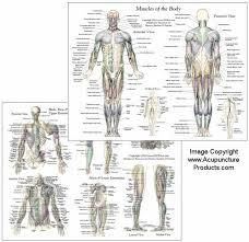 Welcome to my class on drawing the anatomy of the torso. Muscle Anatomy Chart Clinical Charts And Supplies