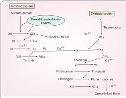 Blood Clotting Pathway Diagram Reading Industrial Wiring