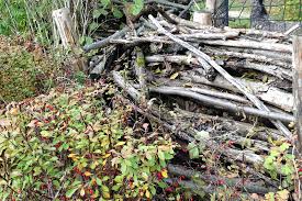 Wir haben recht viel totholz im garten. Totholz Im Garten Wie Zum Beispiel Einen Alten Baumstamm Oder Knorrige Aste Native Plants
