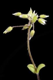 Image result for Cerastium afromontanum