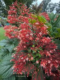 Image result for Clerodendrum poggei