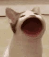 That's because of a zoom filter that had been activated on the. Cat Lawyer Gifs Tenor