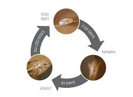 Hi everyone,in this video i am going to share an very effective recipe which can remove head lice & nits overnight. How To Calculate How Long You Have Had Lice Fresh Heads Lice Removal