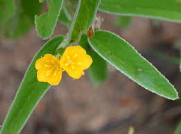 Image result for Melhania acuminata