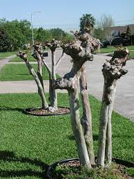 How to trim a crepe myrtle tree. How To Prune Crapemyrtles Correctly The Good Earth Garden Center