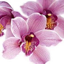 Cymbidium Grandiflorum Orchid Flower Extract