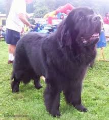 Check spelling or type a new query. Newfoundland Dog Breed Pictures 2