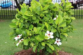Buy plants online with free shipping to brisbane, gold coast and sunshine coast. Shrubs Foliage Plants Oxley Nursery