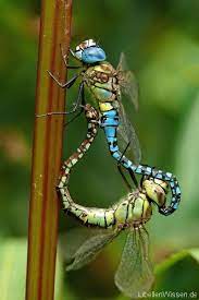 Sudliche Mosaikjungfer Aeshna Affinis Libellenwissen De Libellen Insekten Tiere