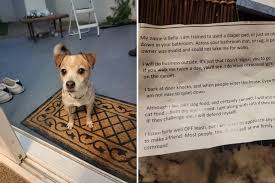 Image result for invalid dog wheelset