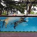 Dog Aquatel สระว่ายน้ำสุนัข โรงแรมสุนัข
