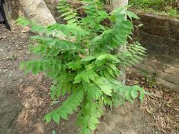 Image result for Phyllanthus pinnatus