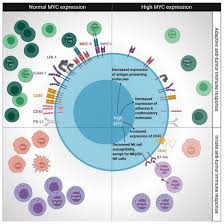 On the street of west cactus road and street number is 4204. Cancers Free Full Text Impact Of Myc On Anti Tumor Immune Responses In Aggressive B Cell Non Hodgkin Lymphomas Consequences For Cancer Immunotherapy Html