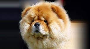 Chow Chow Dog Breed Information Most Beautiful Dog Breeds Beautiful Dog Breeds Loyal Dog Breeds
