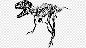Das dinosaurierskelett ausmalbild aus der kategorie dinosaurier bringt viel spaß drucken sie die window color vorlage dinosaurierskelett einfach aus. Tyrannosaurus Velociraptor Giganotosaurus Skelett Dinosaurier Grosse Skelett Tierfigur Kunstwerk Png Pngegg