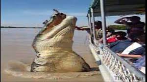 The hunt and eventual capture of the giant crocodile took close to three weeks and once caught, a hundred people were required to bring him to land. The Biggest Crocodile In The World Recently Discovered Video Dailymotion