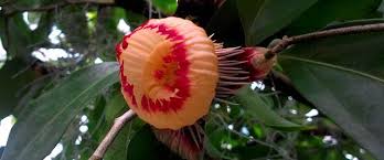 Image result for Napoleonaea gossweileri