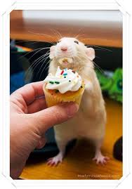 Kekli Dondurma Yiyen Hamster Hamsterlar Hayvanlar Hayvan