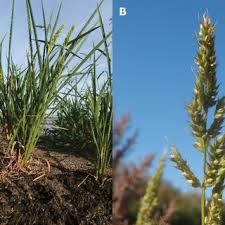 Image result for Echinochloa jubata