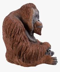 Pngtree bietet über orang utan png und vektorbilder sowie transparente orang utan hintergrund clipart bilder und psd dateien. Orangutan Png Transparent Png Kindpng