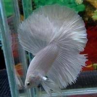 Don't be afraid of experimenting, making mistakes, and matching again and again until you find your perfect choice. Betta Colors Patterns Betta Source