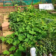 It's simply roasted with honey until tender and caramelized. Squash For All Seasons Robs Allotment Blog
