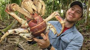 In general every food is considered halal in islam unless it is specially prohibited by the qur'an or the hadith. Info Mengenai Coconut Crab Makanan Pelik Dan Unik Facebook