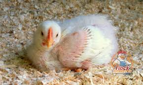 Image result for images broiler chicks and water pressure