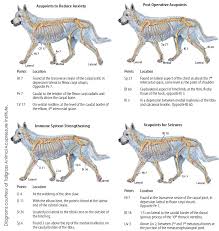 Benefits Of Acupressure And Other Alternative Modalities