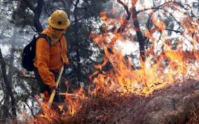 Maybe you would like to learn more about one of these? Incendios Forestales Acechan Bosques De Jalisco El Occidental Noticias Locales Policiacas Sobre Mexico Guadalajara Y El Mundo
