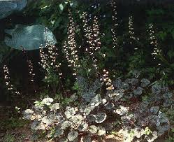 Featured Plants Heuchera Silver Scrolls Heuchera 'silver scrolls' (alum root 'silver scrolls') will reach a height of 0.5m and. featured plants heuchera silver scrolls